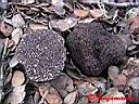 Tuber melanosporum